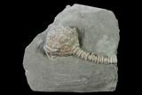Fossil Crinoid (Dizygocrinus) - Crawfordsville, Indiana #135551-1